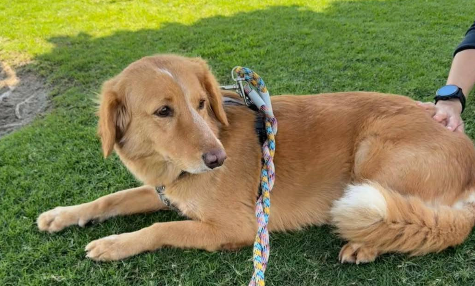 Dog Lost for 36 Days Found After 100-Mile Journey and Ocean Rescue